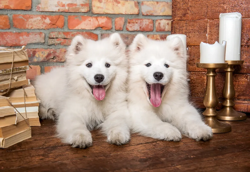Samoyed Puppies say Hello, 1000 Bitar Castorland