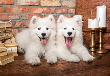 Samoyed Puppies say Hello, 1000 Bitar Castorland