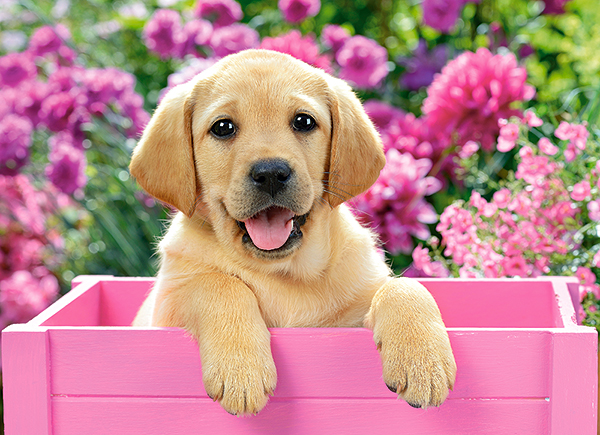Labrador Puppy in Pink Box 300 Bitar Castorland