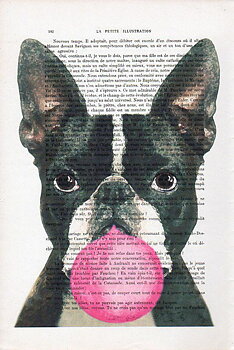 Bostonterrier med bubbla