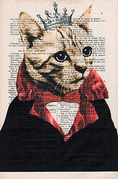 Kung katt
