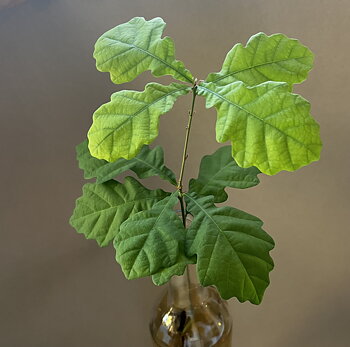 Bild på en stickling av ekollon.