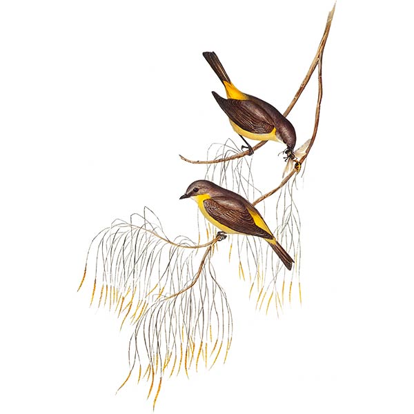 Eastern yellow robin