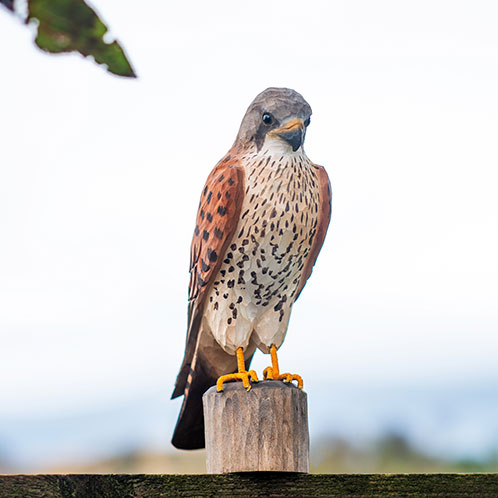 DecoBird Kestrel, hand carved wooden bird painted with environmentally friendly colours, outdoors