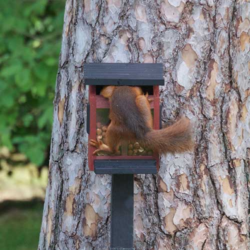 Mangeoire pour écureuils rouge