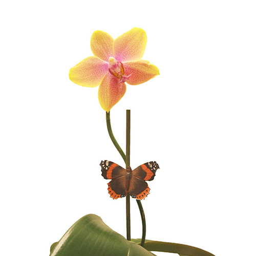 Magnet Schmetterling Admiral handgeschnitzt und bemalt mit umweltfreundlichen Farben 