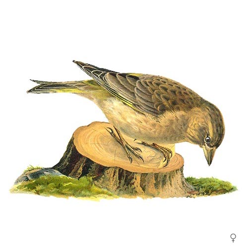 Greenfinch