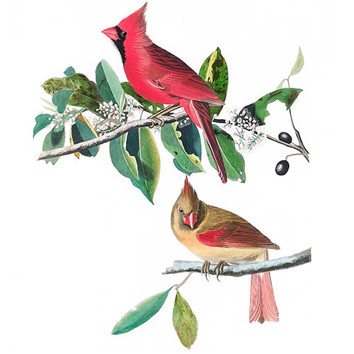 Cardinal rouge