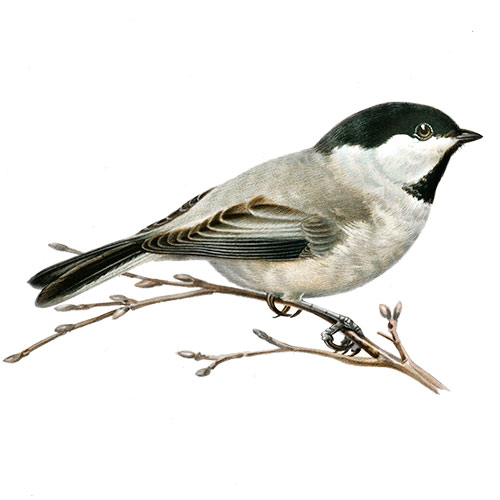 Mésange à tête noire