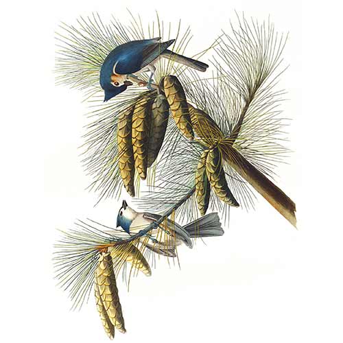 Indianermeise