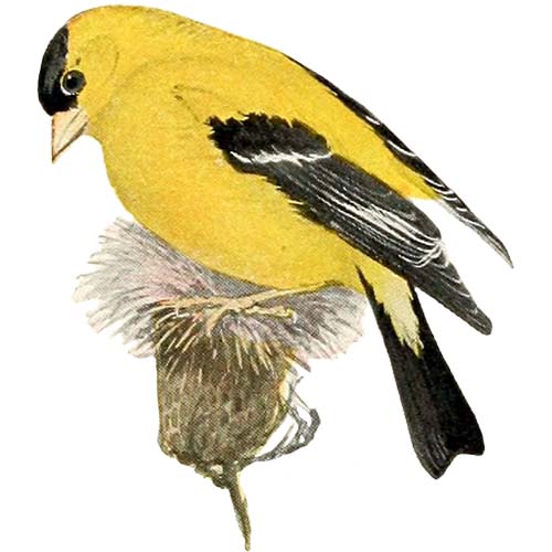 American Goldfinch