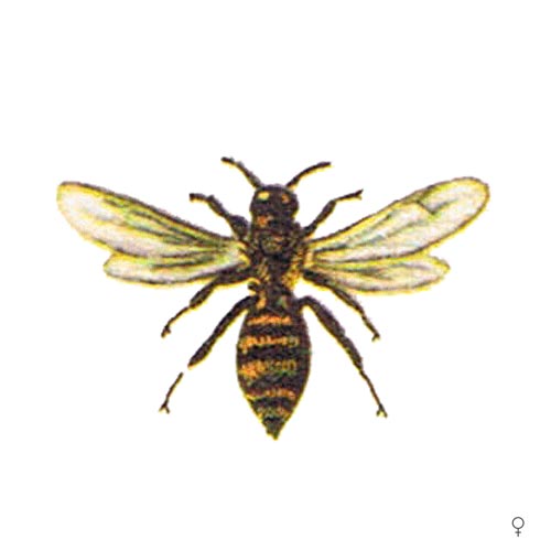 Über Solitärbienen - 3