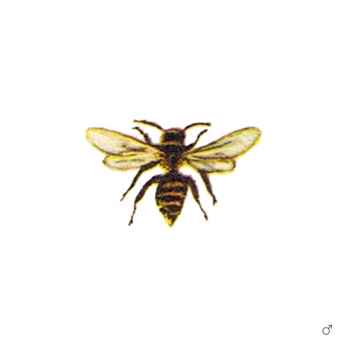 Über Solitärbienen - 4