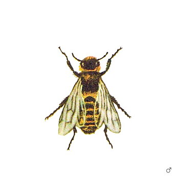 About solitary bees