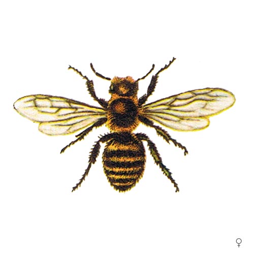 À propos des abeilles solitaires
