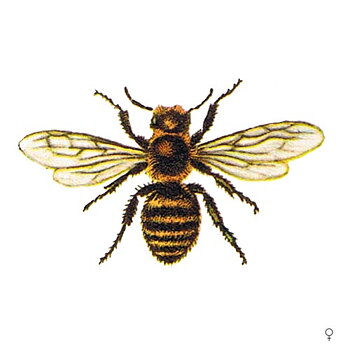 About solitary bees