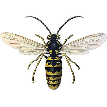 About wasps