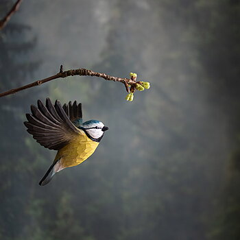 DecoBird Flying Blue Tit, hand carved wooden bird painted with environmentally friendly colours, hanging from a branch