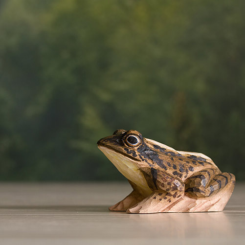 Grenouille des champs, vue latérale