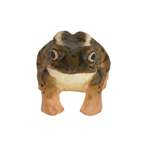 Grenouille des champs, vue du dessus