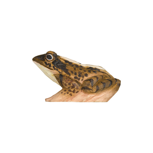 Grenouille des champs, vue de face