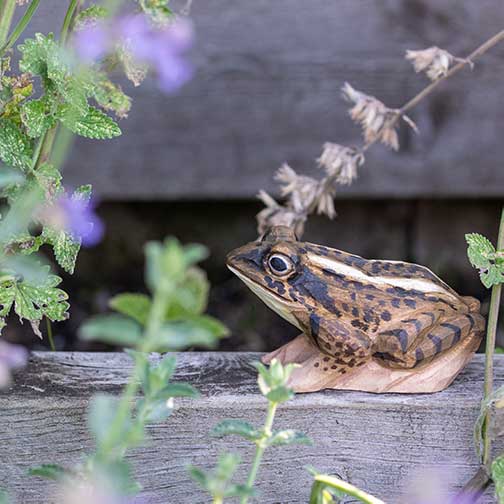 Grenouille des champs, taillée et peinte dans des couleurs respectueuses de l'environnement
