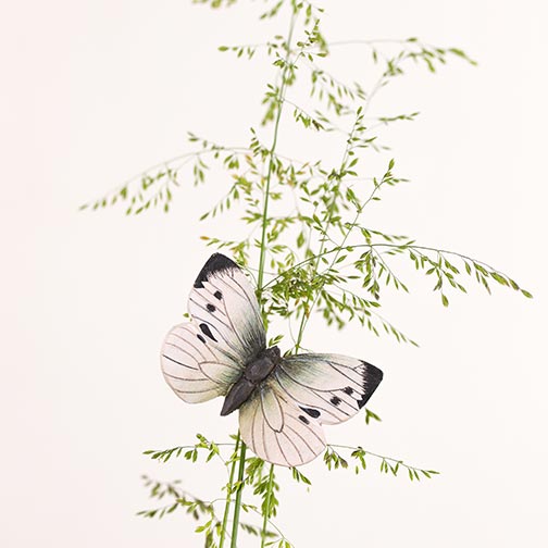 Magnet Papillon Piéride du Chou&nbsp; - 3