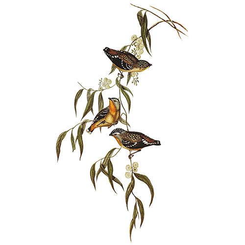 Fleckenpanthervogel