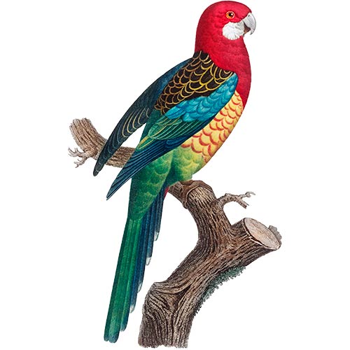 Eastern Rosella