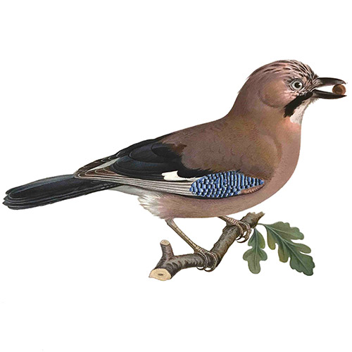 Eurasian Jay