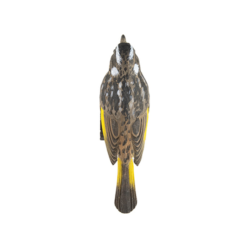 Decobird New Holland Honeyeater - Wildlife Garden Online