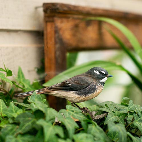 DecoBird Grey Fantail, hand carved wooden bird painted with environmentally friendly colours, on a plant