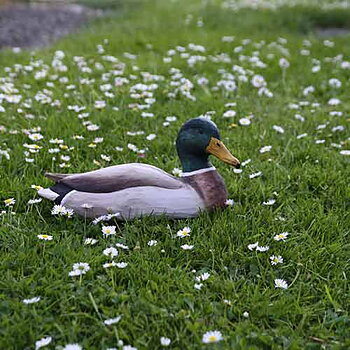 DecoBird Mallard Male, hand carved wooden bird painted with environmentally friendly colours in a garden setting on the grass