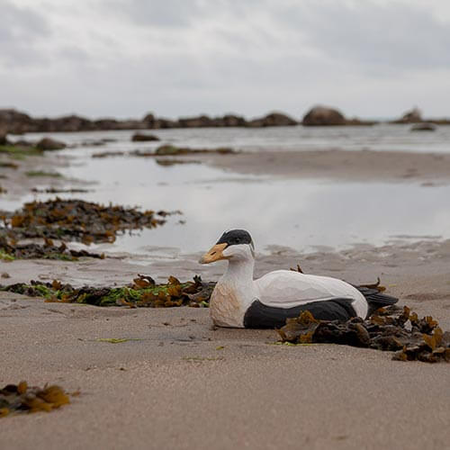 DecoBird Eider à la plage 