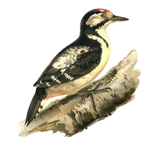 Buntspecht - 3
