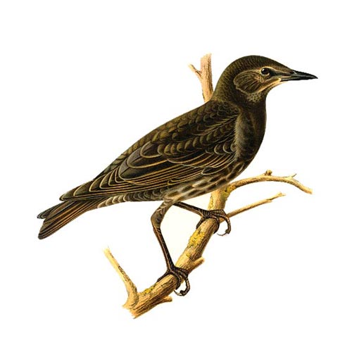 Starling - 2