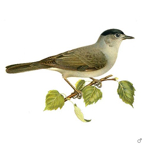 Blackcap