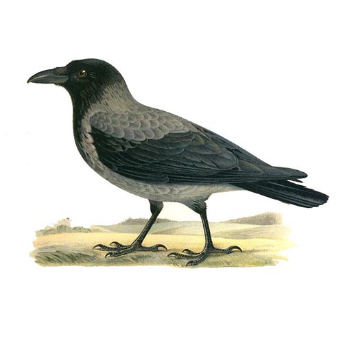 Crow