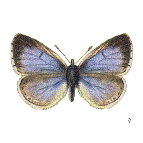 Faulbaum Bläuling
