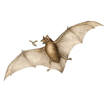 About Bats