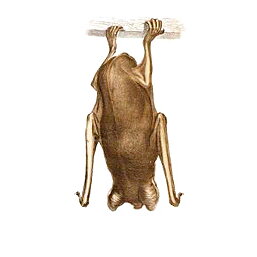 About Bats