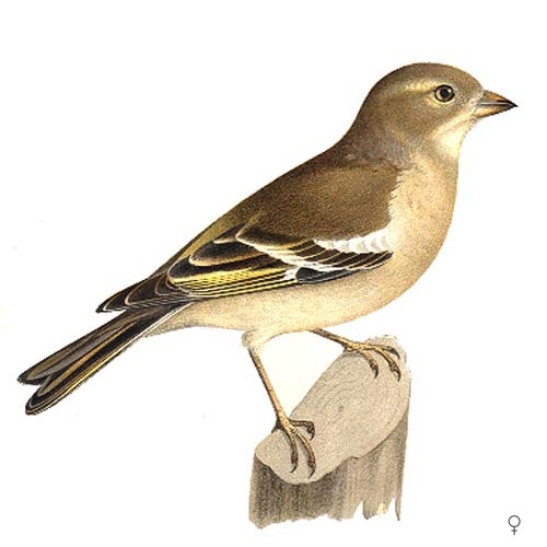 Chaffinch