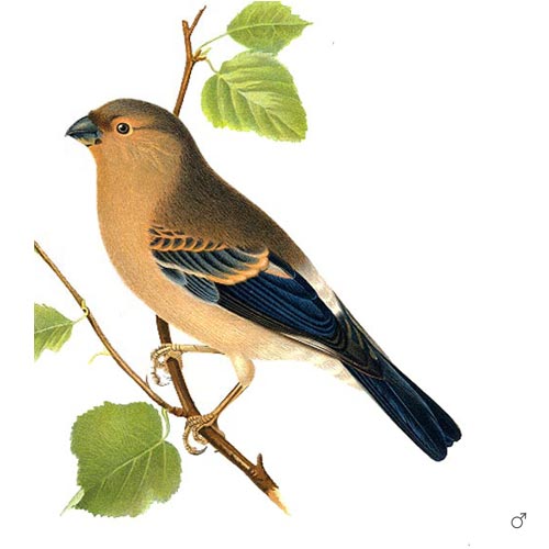 Bullfinch - 3