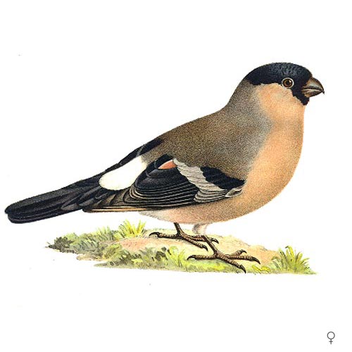 Bullfinch