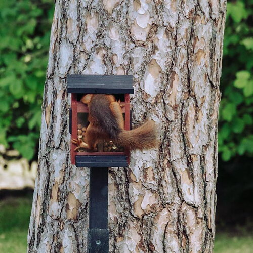 Eichhörnchen-Futterhaus  