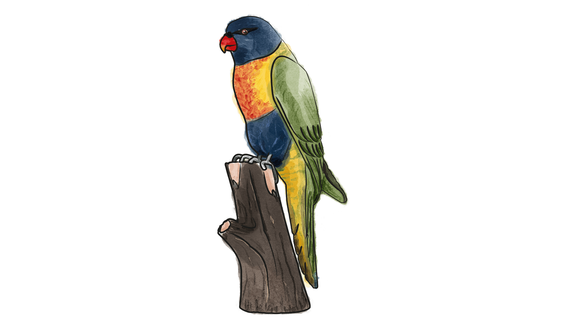 2020 DecoBirds Australien.