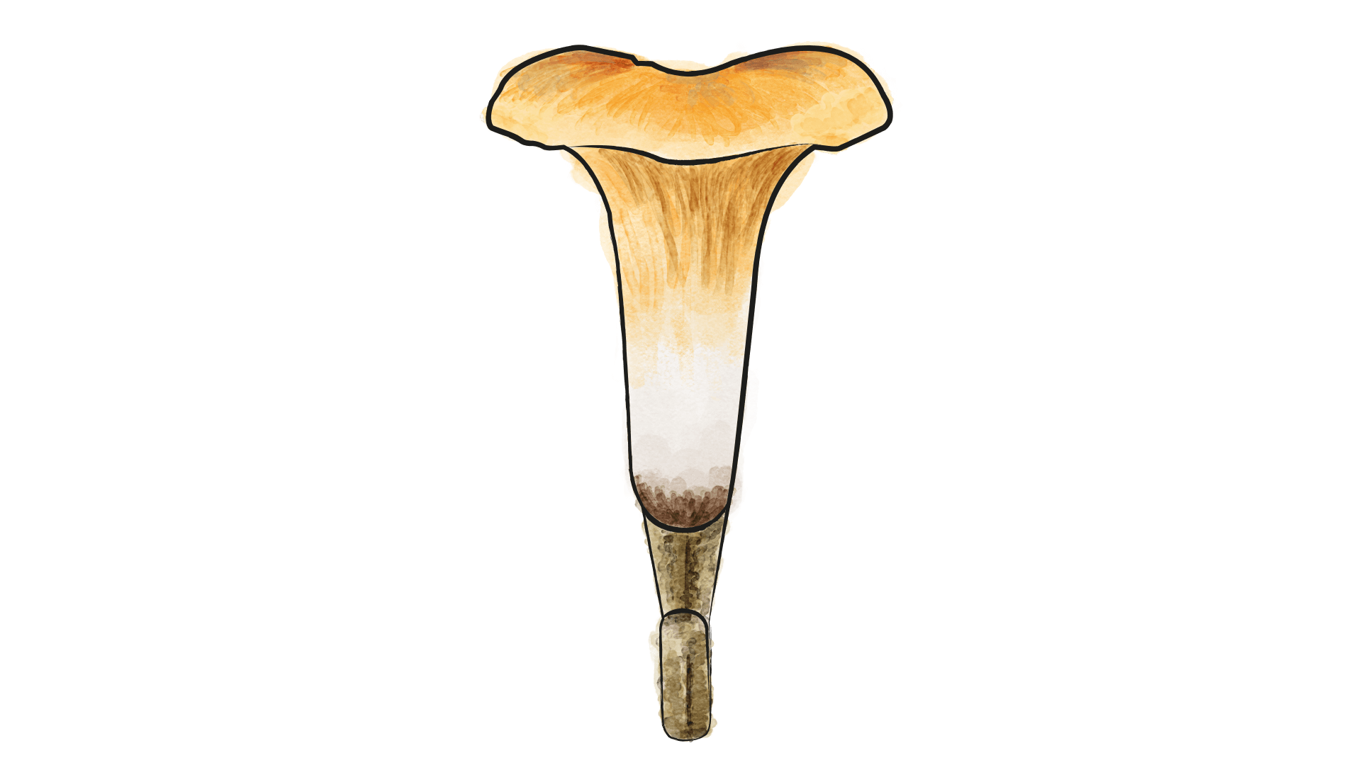 2023 Haken Pilze.