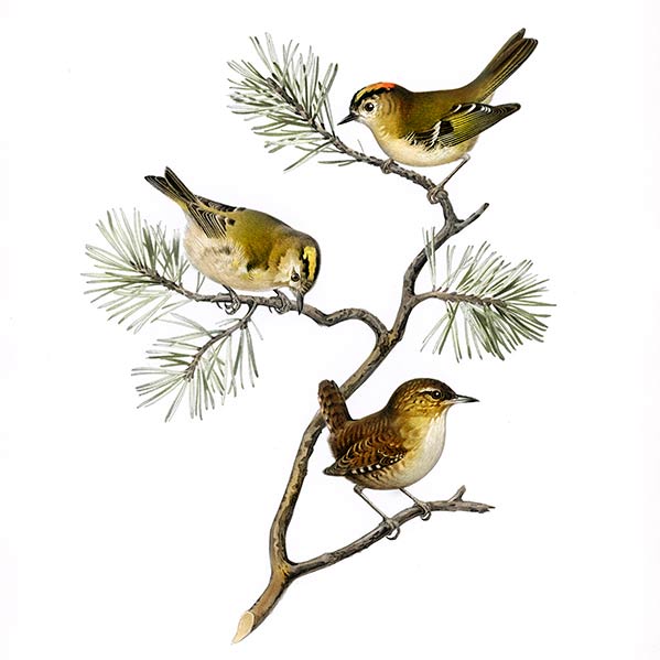 L'école des oiseaux