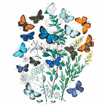 Butterfly School