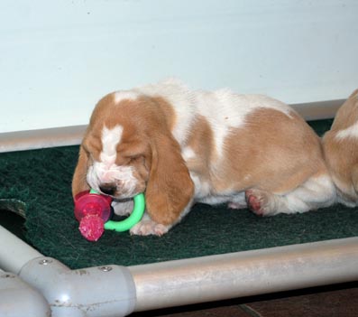 Nylabone Puppy Bacon Pacifer / XS - 3